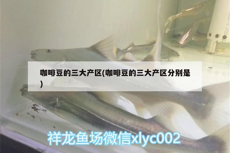 咖啡豆的三大產區(咖啡豆的三大產區分別是)