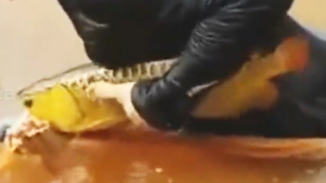 紅龍魚和金龍魚混養用什么燈好一點