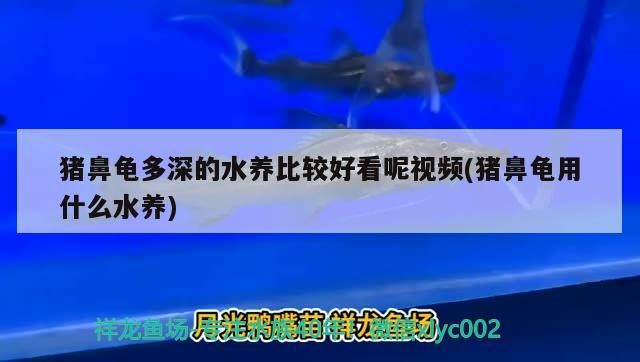 豬鼻龜多深的水養(yǎng)比較好看呢視頻(豬鼻龜用什么水養(yǎng))