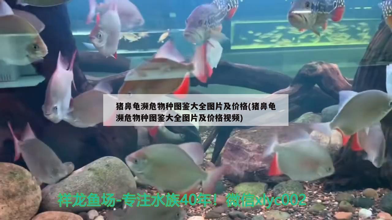 飼料 豬鼻龜瀕危物種圖鑒大全圖片及價格(豬鼻龜瀕危物種圖鑒大全圖片及價格視頻) 豬鼻龜百科 豬鼻龜瀕危物種圖鑒大全圖片及價格(豬鼻龜瀕危物種圖鑒大全圖片及價格視頻) 豬鼻龜瀕危物種圖鑒大全圖片及價格(豬鼻龜瀕危物種圖鑒大全圖片及價格視頻) 豬鼻龜百科