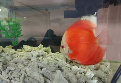 23厘米的魚缸：23厘米的魚缸尺寸對于容納一定量的水來說是合適的 23厘米的魚缸：23厘米的魚缸尺寸對于容納一定量的水來說是合適的 魚缸百科 第3張