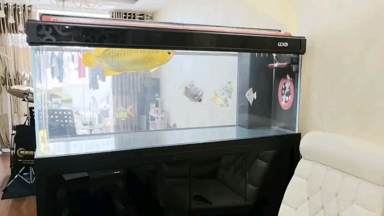 還沒開口 還沒開口 龍魚論壇