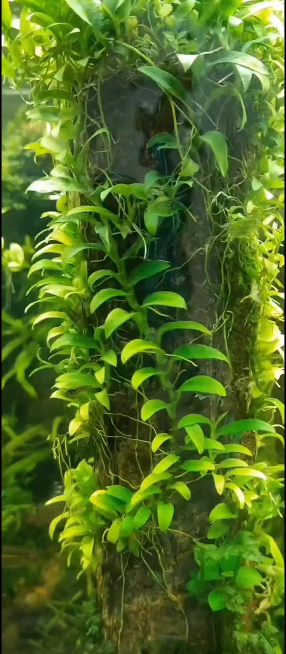 水下爬藤 水下爬藤 龍魚論壇