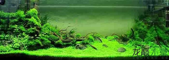 除魚(yú)缸青苔的魚(yú)：如何處理魚(yú)缸中的青苔