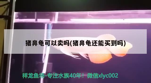 有哪些飼料可以預防龍魚弓背，如何預防龍魚弓背？ 有哪些飼料可以預防龍魚弓背，如何預防龍魚弓背？ 龍魚百科 第1張