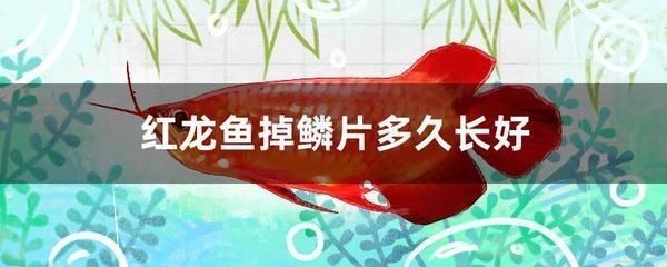 紅龍魚發白為什么不吃東西：紅龍魚發白不吃東西可能由多種因素引起