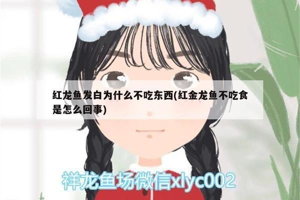 紅龍魚發白為什么不吃東西：紅龍魚發白不吃東西可能由多種因素引起
