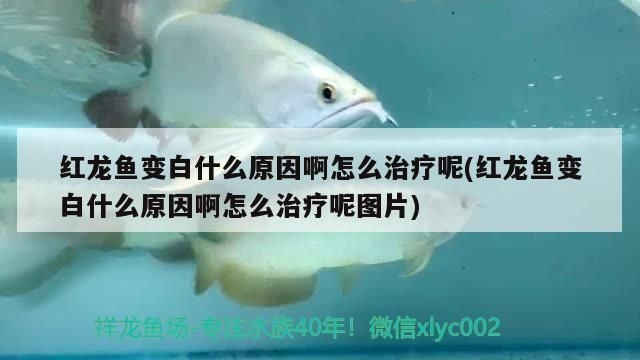 紅龍魚發白為什么不吃東西：紅龍魚發白不吃東西可能由多種因素引起