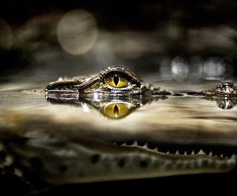 虎魚手機(jī)壁紙：關(guān)于虎魚手機(jī)壁紙的一些信息