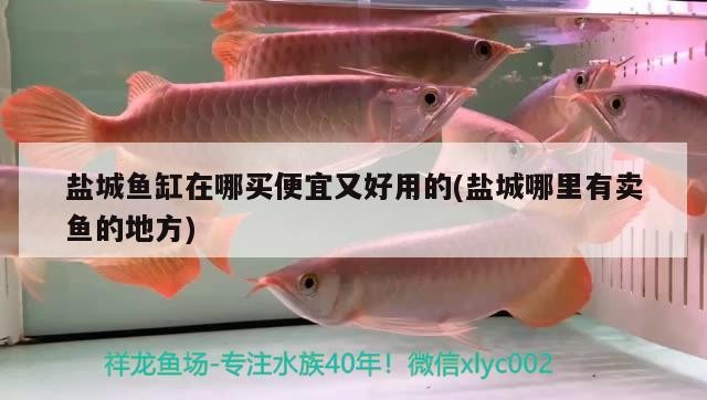 鹽城魚缸在哪買便宜又好用的(鹽城哪里有賣魚的地方)
