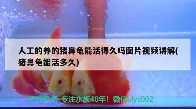 人工的養的豬鼻龜能活得久嗎圖片視頻講解(豬鼻龜能活多久)