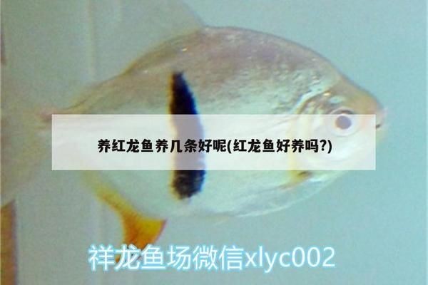 紅龍魚養幾條比較好：養紅龍魚的數量