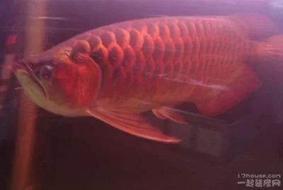 龍魚經(jīng)常趴缸是什么原因呢vs祥龍魚場：龍魚趴缸時的正確處理方法