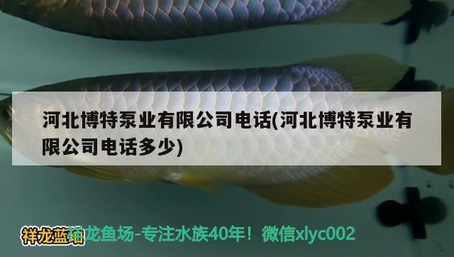 河北博特泵業有限公司電話(河北博特泵業有限公司電話多少)