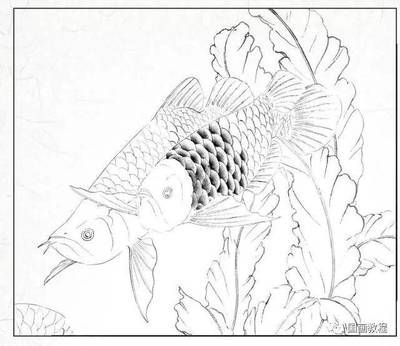 金龍魚畫法