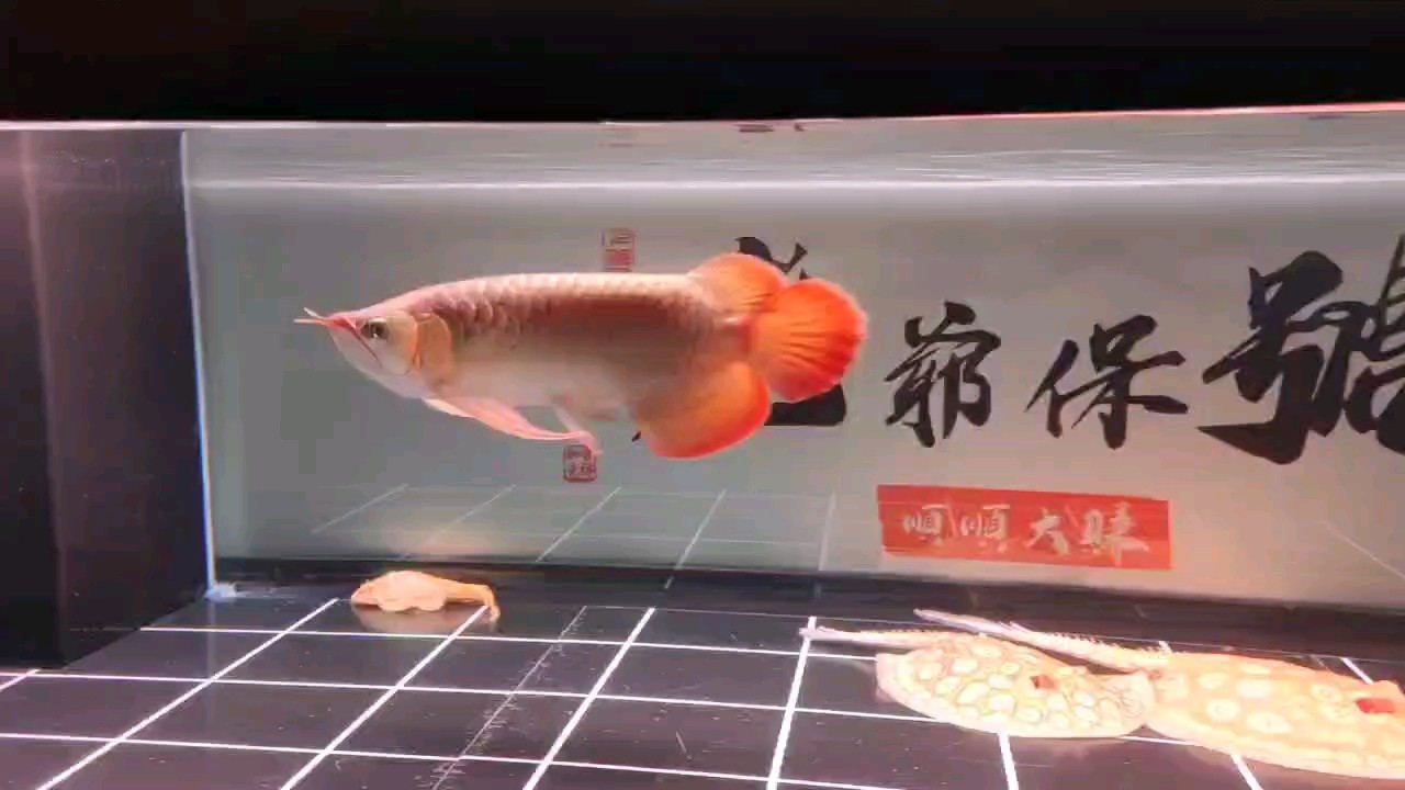 神燈模式，加分不少 神燈模式，加分不少 龍魚論壇