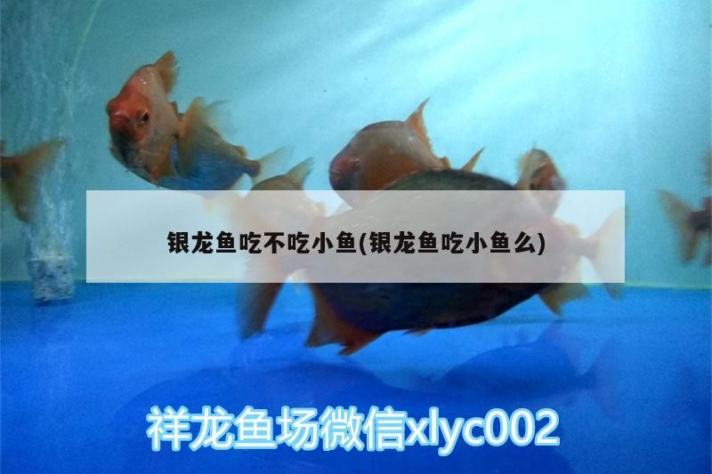 銀龍魚吃不吃小魚(銀龍魚吃小魚么)