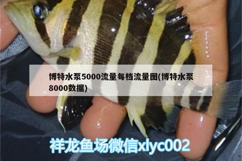 博特水泵5000流量每檔流量圖(博特水泵8000數(shù)據(jù))