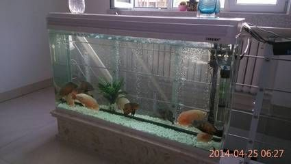 90魚缸養多少條地圖魚：90升魚缸養多少條地圖魚可以養多少條地圖魚的數量