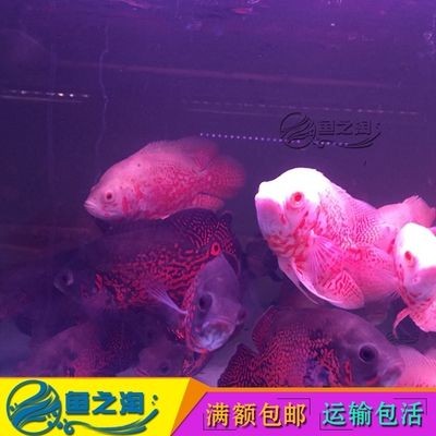 90魚缸養多少條地圖魚：90升魚缸養多少條地圖魚可以養多少條地圖魚的數量