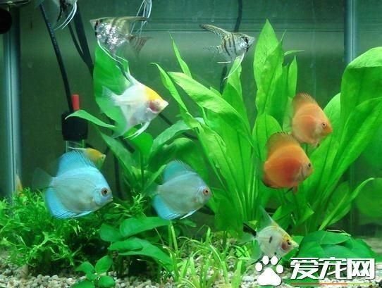 90魚缸養多少條地圖魚：90升魚缸養多少條地圖魚可以養多少條地圖魚的數量