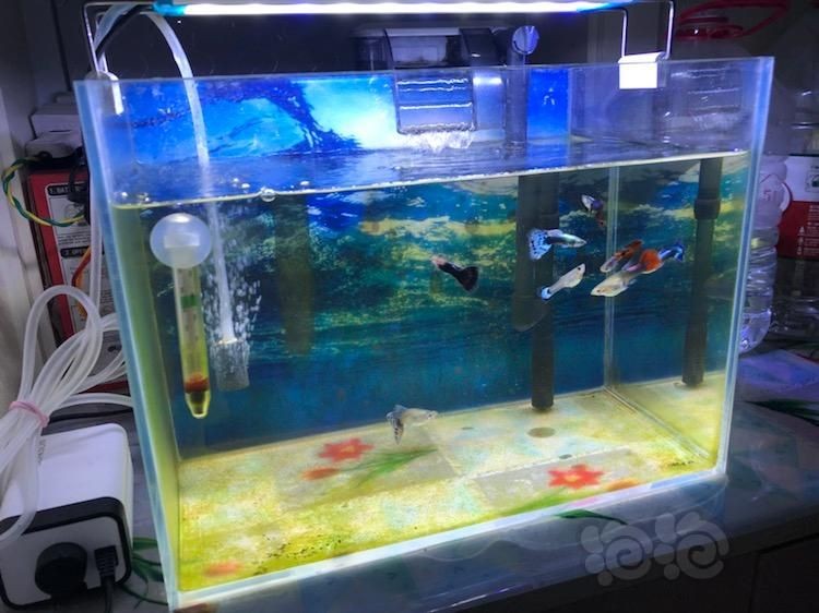 10升魚缸養多少孔雀魚：10升魚缸養多少孔雀魚， 10升魚缸養多少孔雀魚：10升魚缸養多少孔雀魚， 魚缸百科 第1張