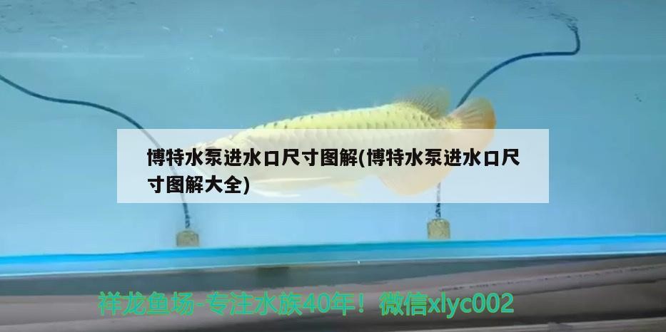 博特水泵進(jìn)水口尺寸圖解(博特水泵進(jìn)水口尺寸圖解大全)