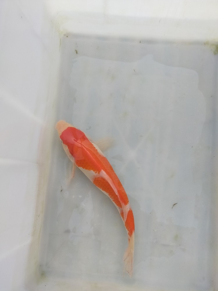 錦鯉，紅白，單頂，大正，昭和等多個(gè)品種，喜歡的聯(lián)系我吧