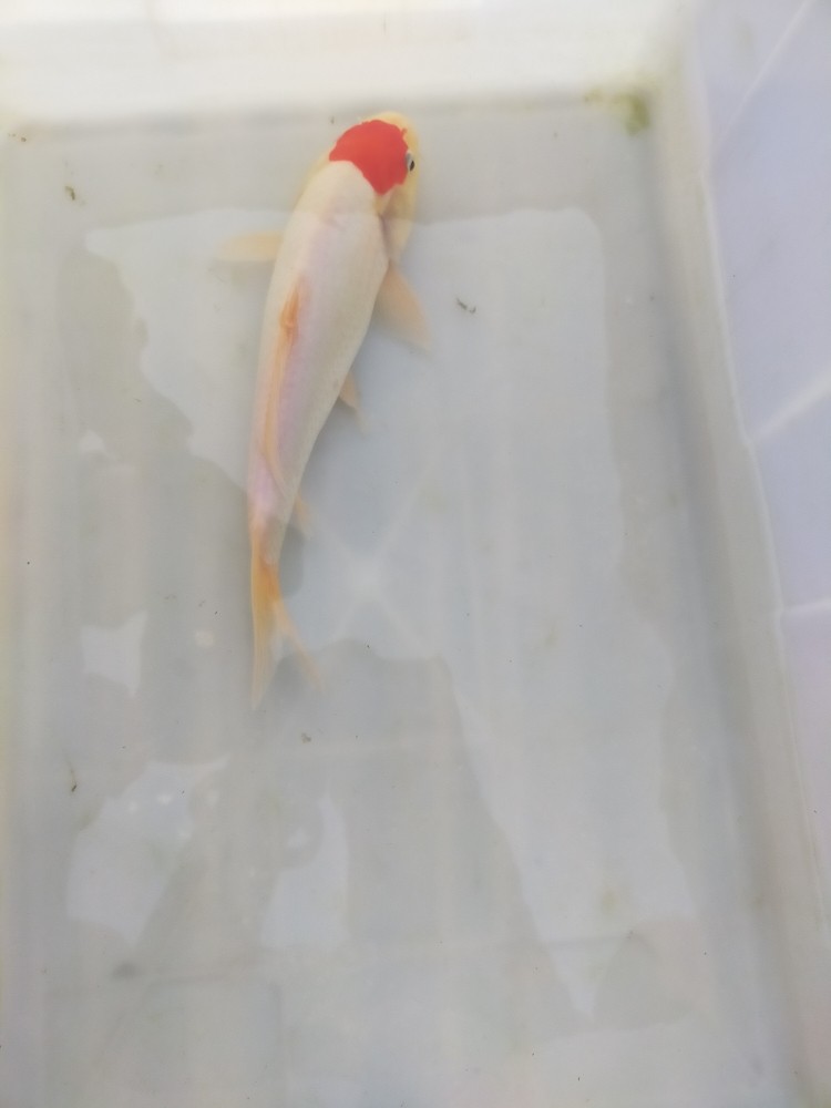 錦鯉，紅白，單頂，大正，昭和等多個(gè)品種，喜歡的聯(lián)系我吧