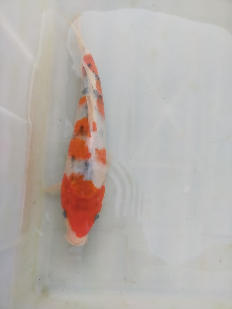錦鯉，紅白，單頂，大正，昭和等多個(gè)品種，喜歡的聯(lián)系我吧