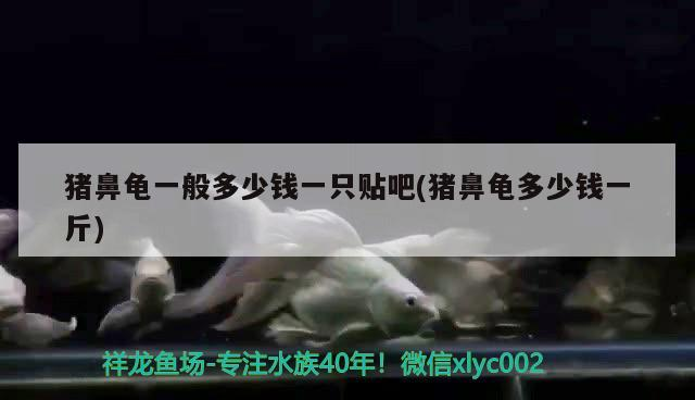 豬鼻龜一般多少錢一只貼吧(豬鼻龜多少錢一斤) 豬鼻龜一般多少錢一只貼吧(豬鼻龜多少錢一斤) 豬鼻龜百科