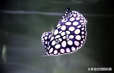 魟魚(yú)跳躍后的應(yīng)急處理方法:魟魚(yú)發(fā)生跳躍后的應(yīng)急處理方法 魟魚(yú)百科 第4張 魟魚(yú)跳躍后的應(yīng)急處理方法:魟魚(yú)發(fā)生跳躍后的應(yīng)急處理方法 魟魚(yú)跳躍后的應(yīng)急處理方法:魟魚(yú)發(fā)生跳躍后的應(yīng)急處理方法 魟魚(yú)百科 第4張