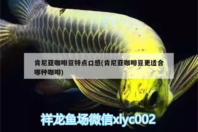 肯尼亞咖啡豆特點口感(肯尼亞咖啡豆更適合哪種咖啡)