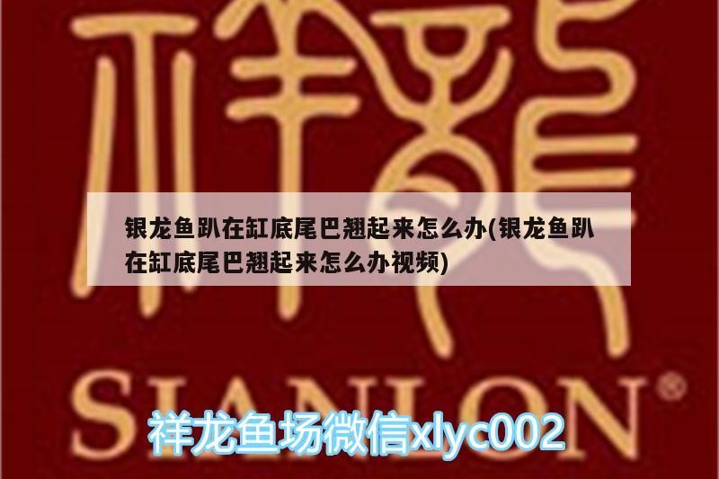 銀龍魚趴在缸底尾巴翹起來怎么辦(銀龍魚趴在缸底尾巴翹起來怎么辦視頻)