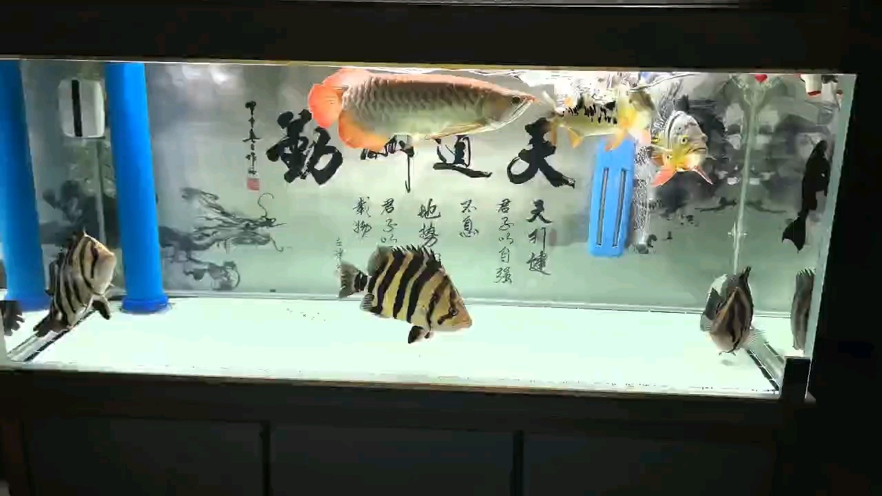 受傷在家看魚