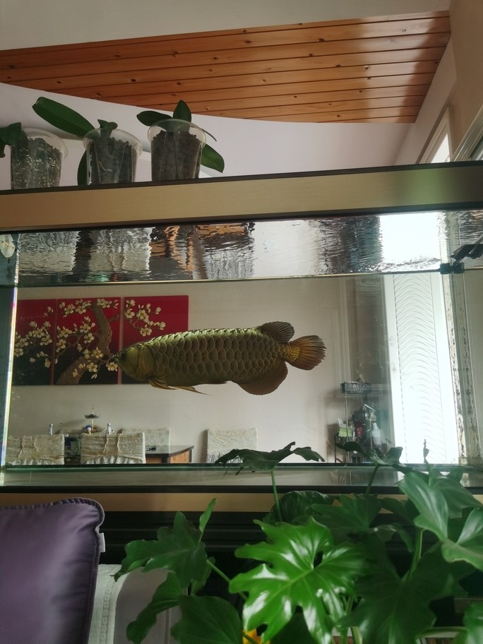 我的大龍九歲啦！