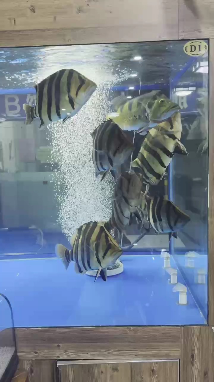 虎魚 日常喂魚 龍魚論壇 日常喂魚 日常喂魚 龍魚論壇