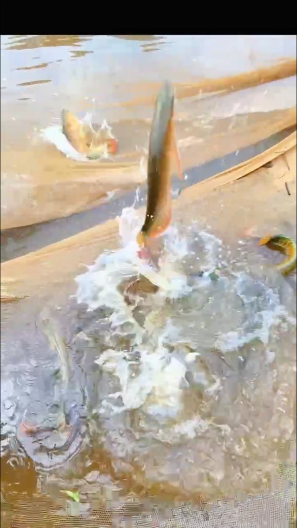 紅龍魚用黃燈烤有用嗎 生命在于騰空的那一秒 龍魚論壇 生命在于騰空的那一秒 生命在于騰空的那一秒 龍魚論壇