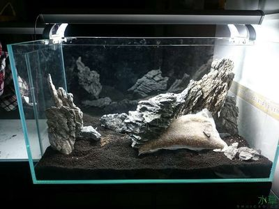 60厘米魚缸造景無底砂圖片及價格：60厘米魚缸造景價格是多少？ 60厘米魚缸造景無底砂圖片及價格：60厘米魚缸造景價格是多少？ 魚缸百科 第1張