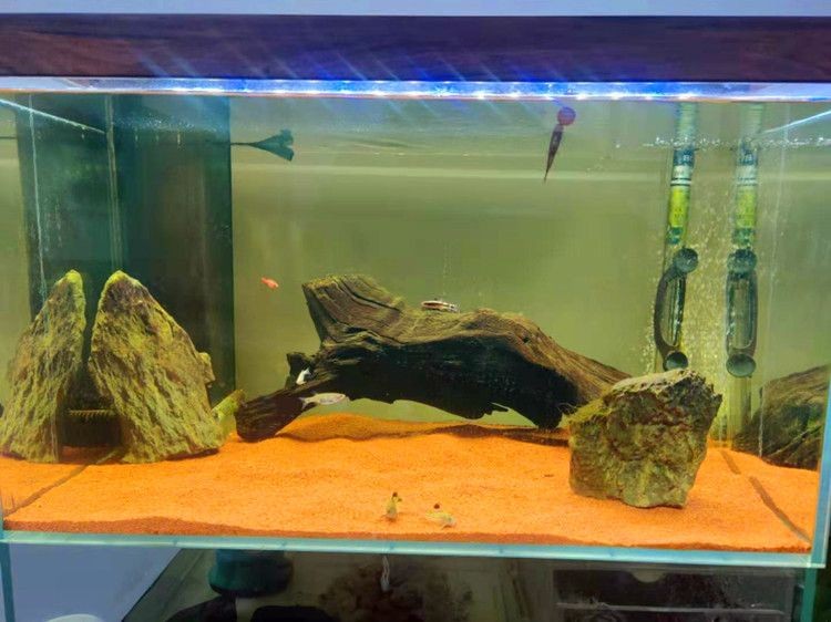 60厘米魚缸造景無底砂圖片及價格：60厘米魚缸造景價格是多少？ 60厘米魚缸造景無底砂圖片及價格：60厘米魚缸造景價格是多少？ 魚缸百科 第2張