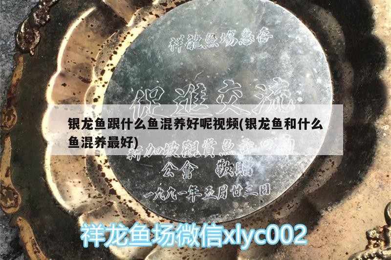 銀龍魚跟什么魚混養好呢視頻(銀龍魚和什么魚混養最好)