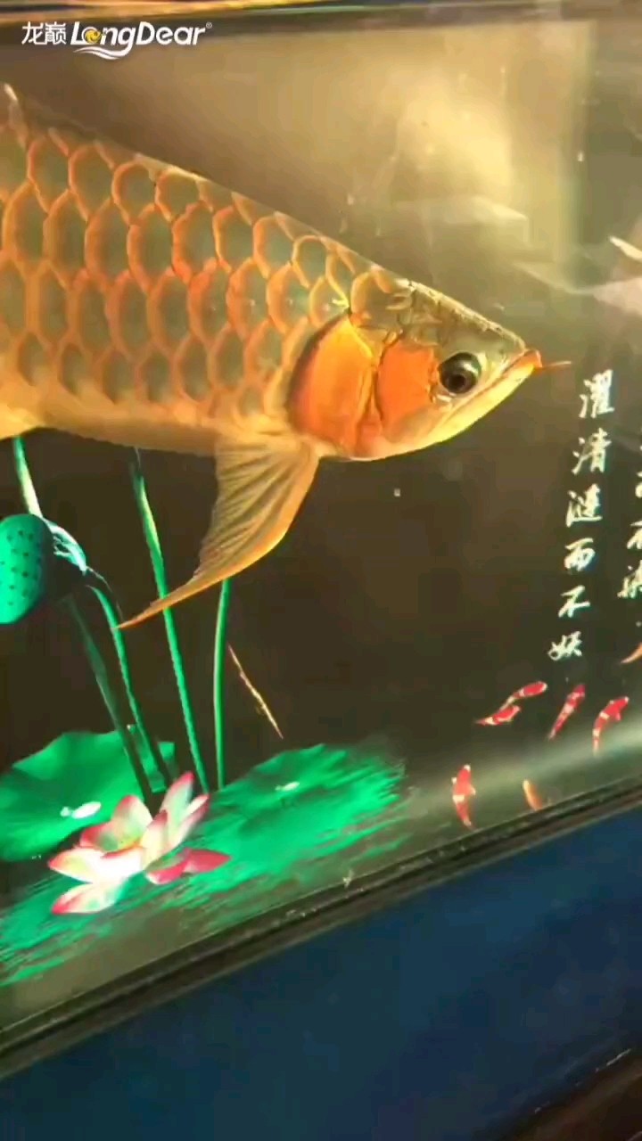 轉發517