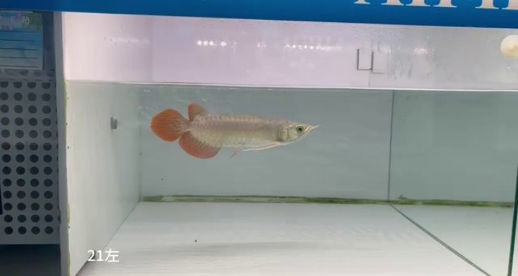 21左缸-印尼大湖純血小紅龍，越大越漂亮品種。