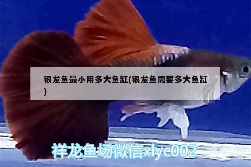 銀龍魚最小用多大魚缸(銀龍魚需要多大魚缸)