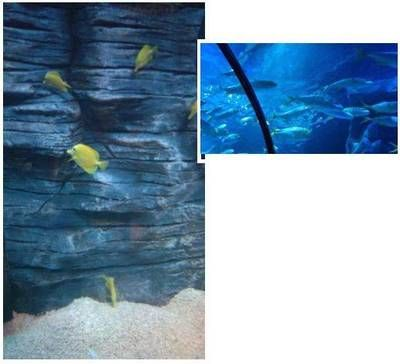 慶陽水族館vs祥龍魚場（慶陽水族館與祥龍魚場的區(qū)別） 慶陽水族館vs祥龍魚場（慶陽水族館與祥龍魚場的區(qū)別） 全國水族館企業(yè)名錄 第2張