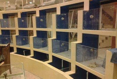 慶陽水族館vs祥龍魚場（慶陽水族館與祥龍魚場的區(qū)別） 慶陽水族館vs祥龍魚場（慶陽水族館與祥龍魚場的區(qū)別） 全國水族館企業(yè)名錄 第4張