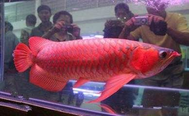 紅龍魚(yú)哪里的好養(yǎng)活：紅龍魚(yú)與銀龍魚(yú)飼養(yǎng)對(duì)比，