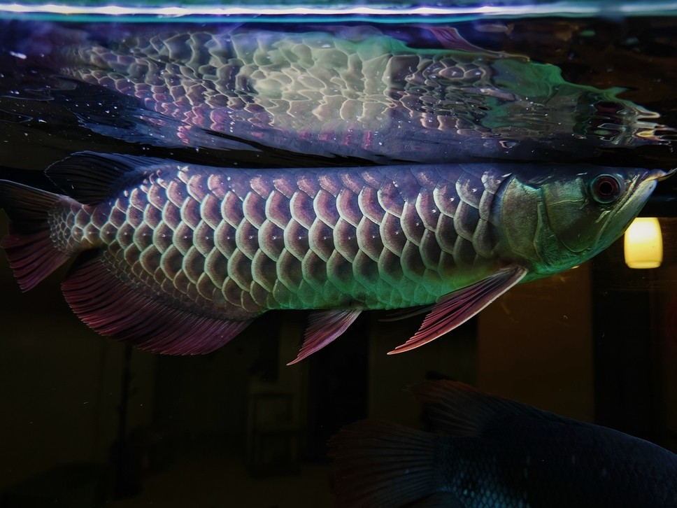大哥們，求幫忙看一條魚