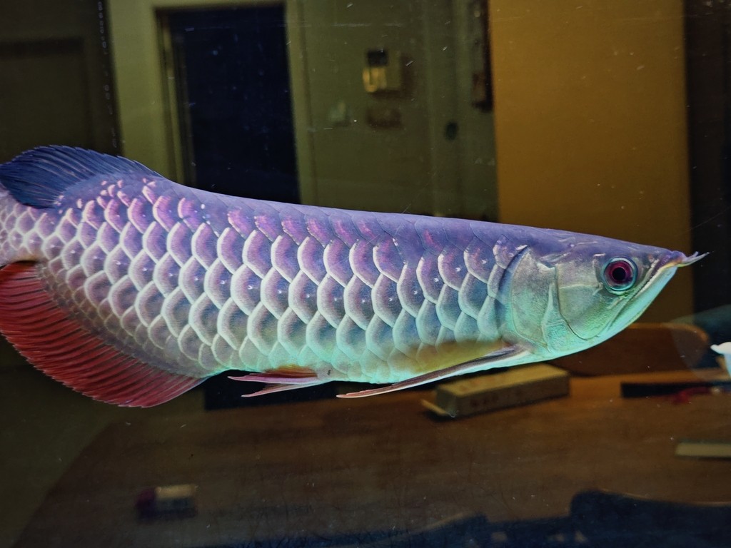 大哥們，求幫忙看一條魚