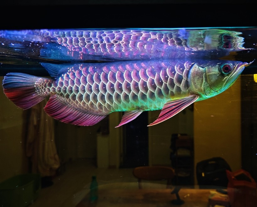 大哥們，求幫忙看一條魚